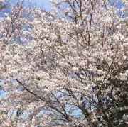 hanaの画像