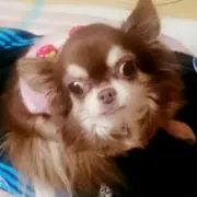 choco315の画像