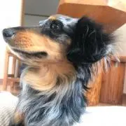 とんの画像