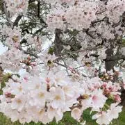 Ｍisei.sの画像