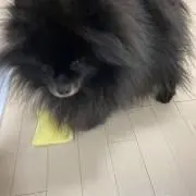 ももぢりちゃんの画像