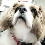 はるかの画像
