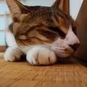 【95%即日発送!】DMOロジスティクスの画像