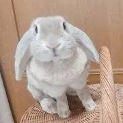 トトロ