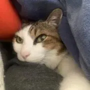 デュエマ・値下げ中】扉ミラミスデッキ(スリーブ付) - メルカリ