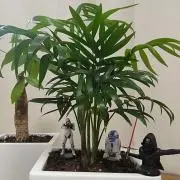 Machanの画像