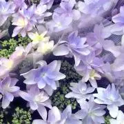 ✿メアリ✿ (土日祝発送✖️)