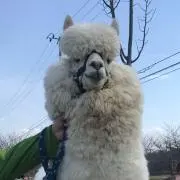 asの画像