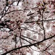 白桃の画像
