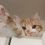 ともみ