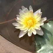 ゆか