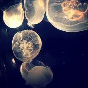 ともの画像