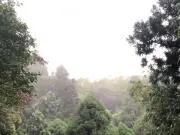 フジモリの画像