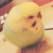 この画像