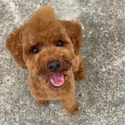 まさの画像