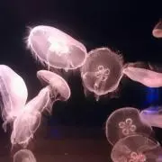 ぎょの画像