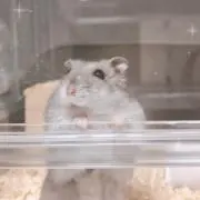 pomの画像