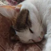 みらふぉい
