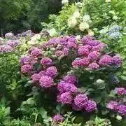 hever