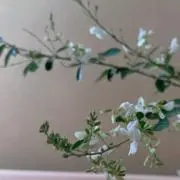 HYの画像