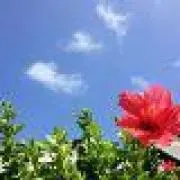 やんばるペルン　夏物準備中