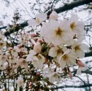 いちごの画像