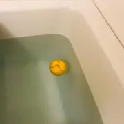 もちこの画像