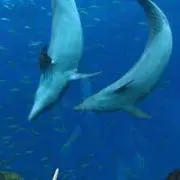 はるる