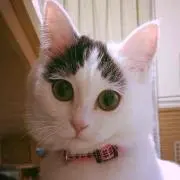 はなの画像