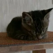 Hanaの画像