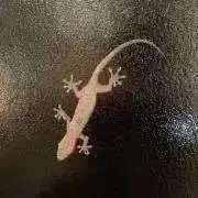 Mの画像