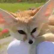 のぎつねの画像