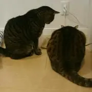 えむえむえ プロフ必読の画像