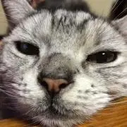 osaの画像