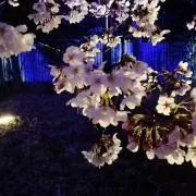 ブルーベリーの画像