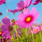 秋桜