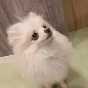 犬寿司
