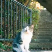 Ririの画像