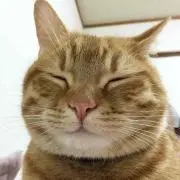 トラジの画像