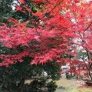 ハヤチュー