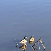 ⭐️の画像