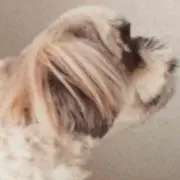 ベリーの画像