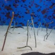ニコの画像