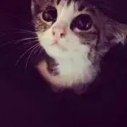 chi-co♡プロフ必読♡