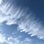 アジサイ