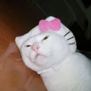 ぶんきょうの画像