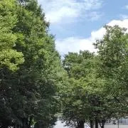グリーンジャンル