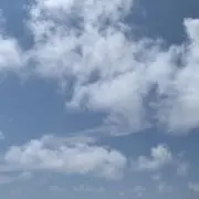 きの画像