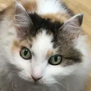 杏ー李