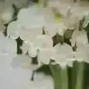 みぃの画像